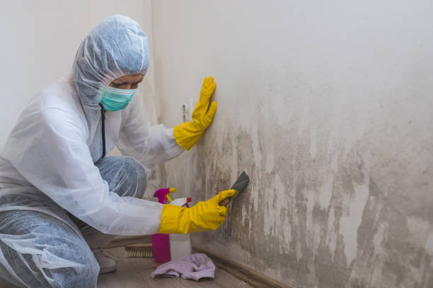 Best DIY Mold Remediation Support Services in Oak Grove, AL