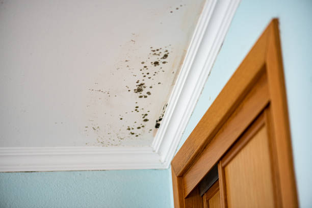 Best Insurance-Related Mold Remediation in Oak Grove, AL