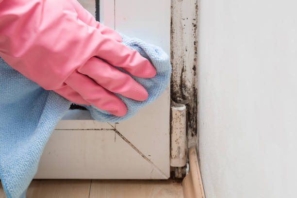 Best Black Mold Remediation in Oak Grove, AL